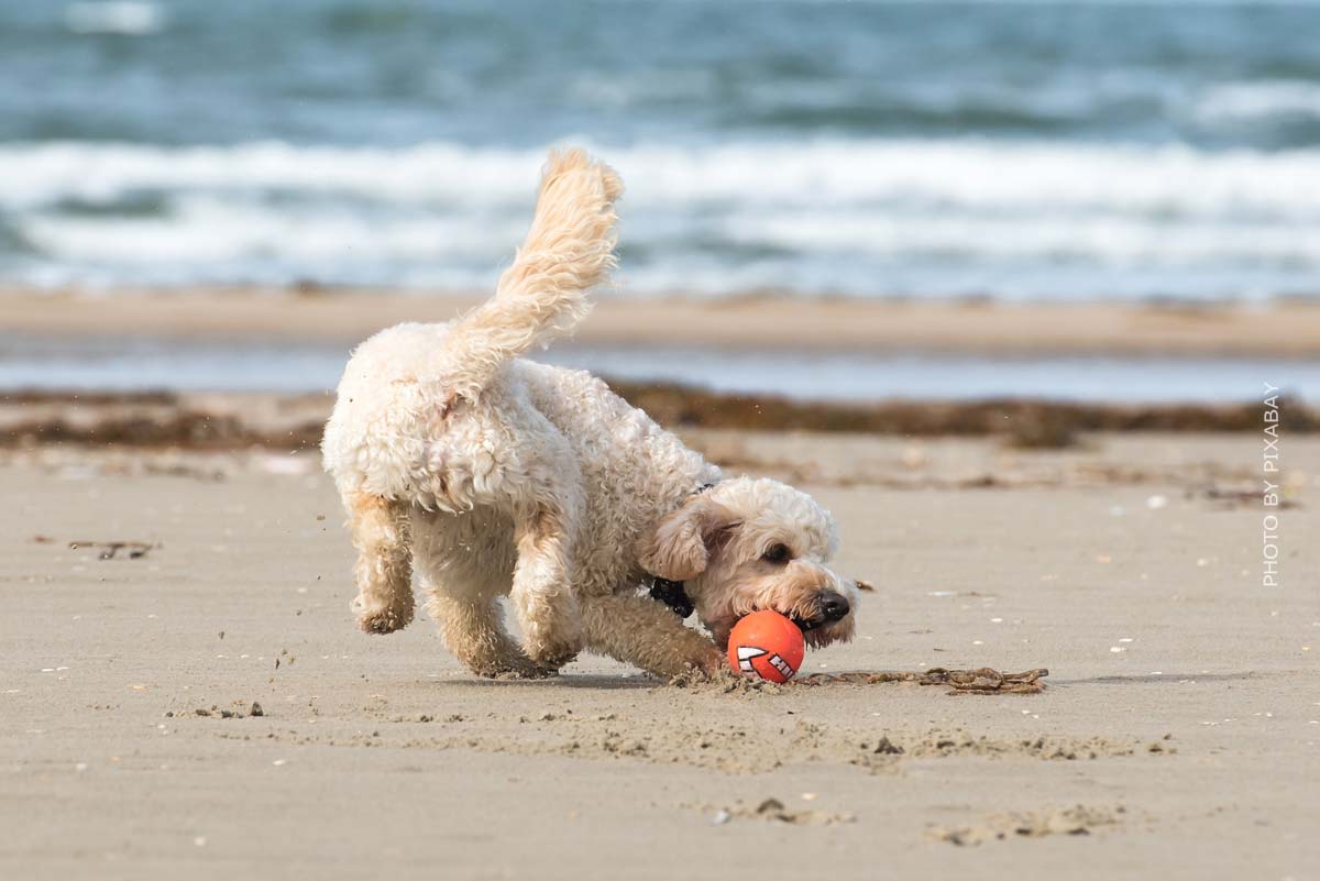 En hund leger med en bold på en strand lige foran havet.